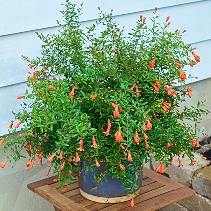 Live Dwarf Pomegranate Plant (Punica Granatum) - Compact, Ornamental Fruit Bearing Shrub, Indoor/Outdoor (2 pom-Dwarf sacs)