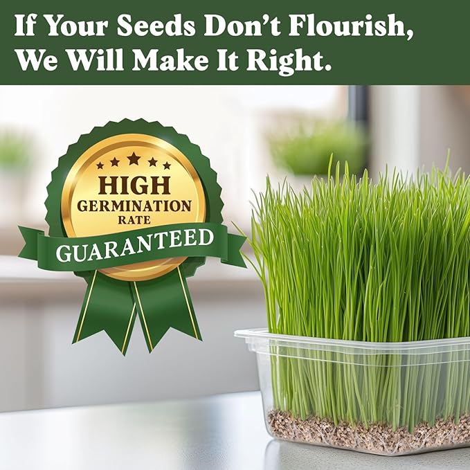 Seedboy Organic Wheatgrass Seeds for Microgreens - Non-GMO, USA Grown Microgreens Sprouting Seeds Mix (8 oz) (Hard Red Spring Wheatgrass)