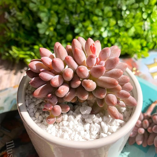 Pachyphytum Baby Finger Rare Live Succulent Plants, Cluster 2.7" Pink, Bare Root Without Pot & Soil, Garden Indoor Office Desk Baby Shower Decoration, Friend Plant Lovers Gifts