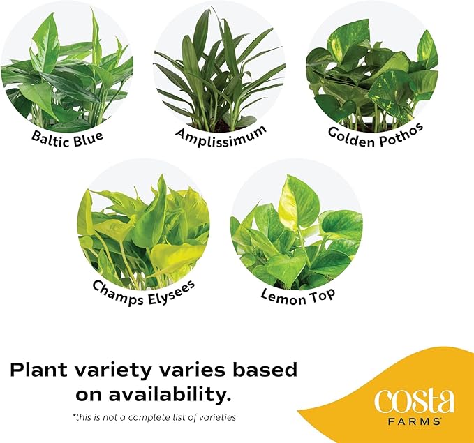 Costa Farms Live Pothos Plants in Decorative Pots, Easy to Maintain Vining Plant, Air Purifying Indoor Houseplants, Room or Office Decor, House Warming Gift, 12-14 Inches Tall, Pack of 2