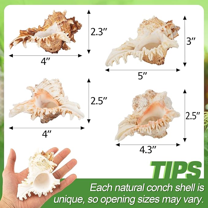 4 Pack Conch Sea Shell Air Plant Holders- 4-5 inches Natural Airplant Pot, Decorative Tillandsia Succulent Display Container for Gardening Housewarming Gifts Home Table Decors, No Plants