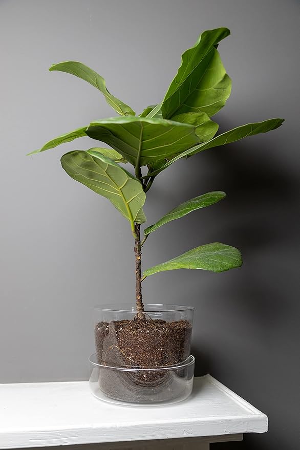 Sheer Glass Pot Planter with Drainage Holes & Tray - Decorative & Modern for All House Plants (4 Inches)