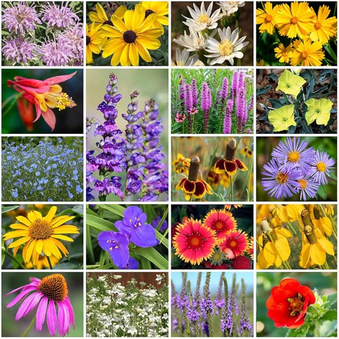 Park Seed Grow Your Own Vibrant Perennial Wildflower Garden Seeds Mixture, Easy to Grow Varieties for Pollinators and Spring Gardens - Native Perennial Mix, 5 lbs
