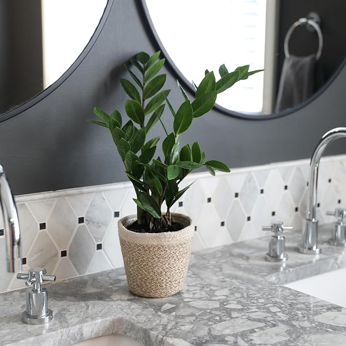 Green Circle Growers 5" ZZ Plant in Cream Jute Pot, Live Indoor Plants, House Plant