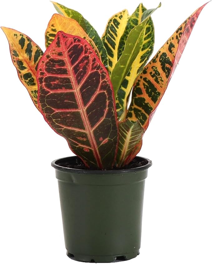 Thorsen's Greenhouse Live Petra Croton Plant, Codiaeum Variegatum, Colorful Foliage, Live Indoor Houselant (Nursery Pot, 4-inch Pot)