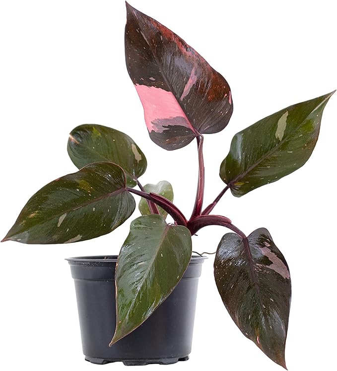 United Nursery Pink Princess Philodendron – Rare Variegated Plant in 6” White Décor Pot – 14–18 Inches Tall – Easy-Care Indoor Houseplant with Blush Pink and Green Leaves for Home or Office Decor
