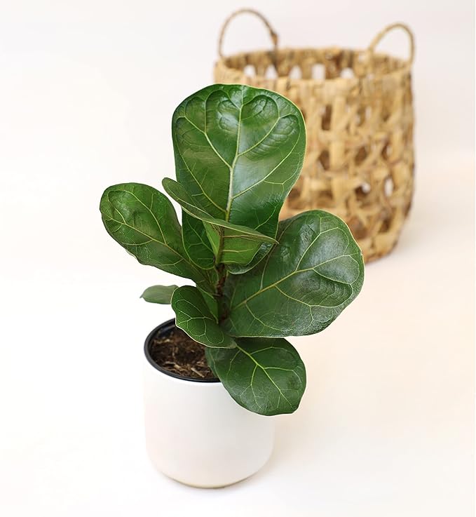 Plants for Pets Ficus Lyrata Fiddle Leaf Fig Plant, House Plants Indoors Live Ficus Tree Live Plant, Fig Trees Live Plants Indoor Plants Live Houseplants Fig Plants Live in Planter Pot in Soil Mix