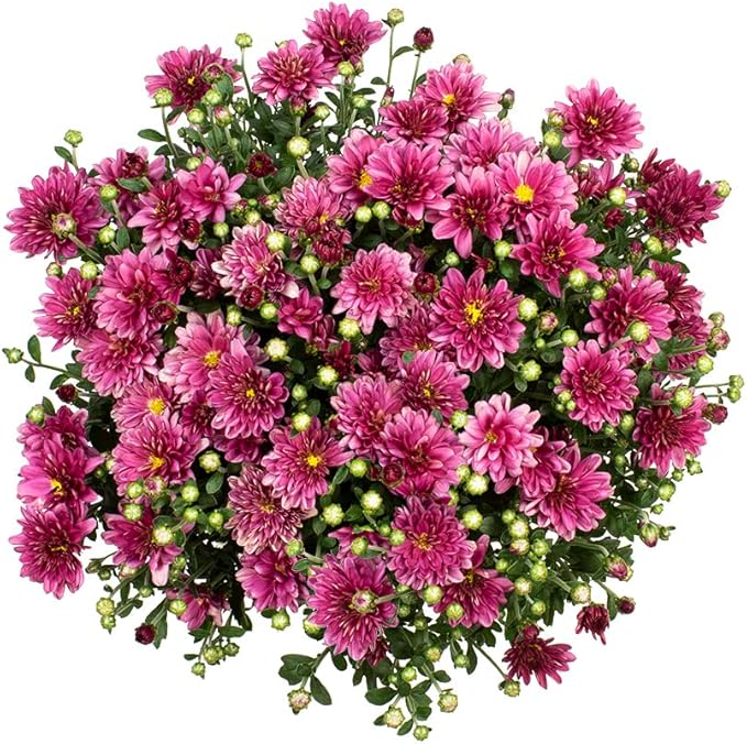 1G Purple Mum Plant, Chrysanthemum Flowers Gardening Fall Decor, Mums Plants Live, Fall Decorations Outdoor, Housewarming Gift Ideas, Real Live Plants Indoor Plants Live Houseplants By Plants for Pets