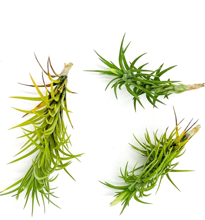 Live Air Plants – Tillandsia Araujei, Large 5” – 3ct – Live Arrival Guaranteed – House Plants for Home Décor & Gift