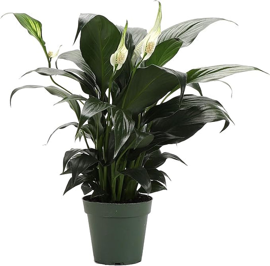 Live Peace Lily Plant, Spathyphylum, Low Light, Live Indoor Plant, 4" Diameter Pot
