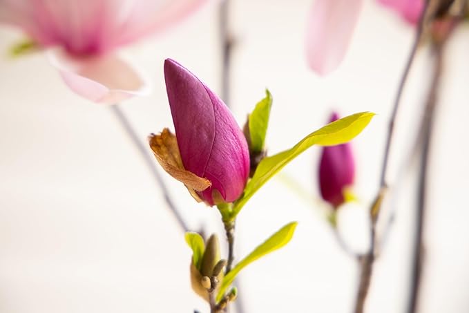 Fairy Magnolia Tree Fragrant Blush Flowering Evergreen Shrub for Landscaping, Hedges and Gardens, Fast Growing Outdoor Plant, Spring Blooming Magnolia for Gardeners, Can't Ship to AK, CA, HI, PR