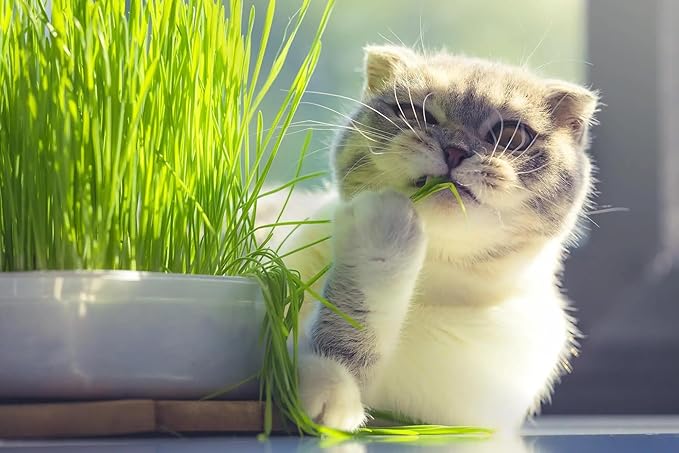 Cat Grass Growing Medium - Provide Your Cat with a Fun and Healthy Source of Greens - 20 QUARTS