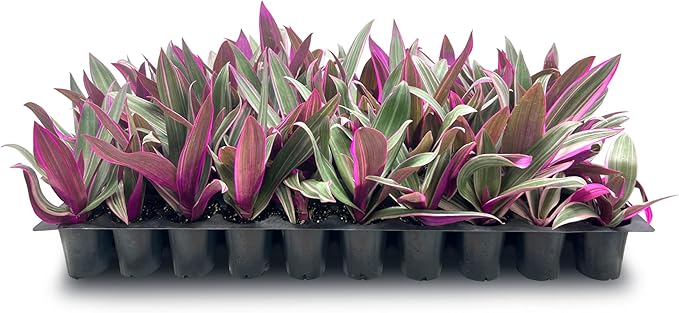 Tri Color Dwarf Oyster Plant | 3 Live Plants | Tradescantia Spathacea 'Tricolor' | Indoor Outdoor Decorative Accent | Vibrant Foliage