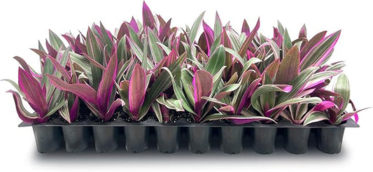 Tri Color Dwarf Oyster Plant | 3 Live Plants | Tradescantia Spathacea 'Tricolor' | Indoor Outdoor Decorative Accent | Vibrant Foliage