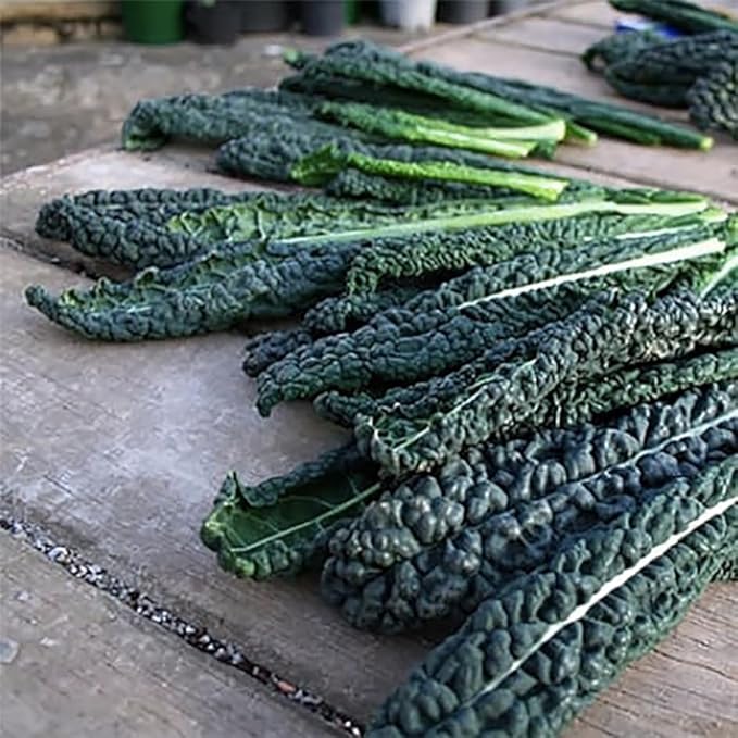 Black Magic Dinosaur Kale Seeds - 2 Feet Long Leaves
