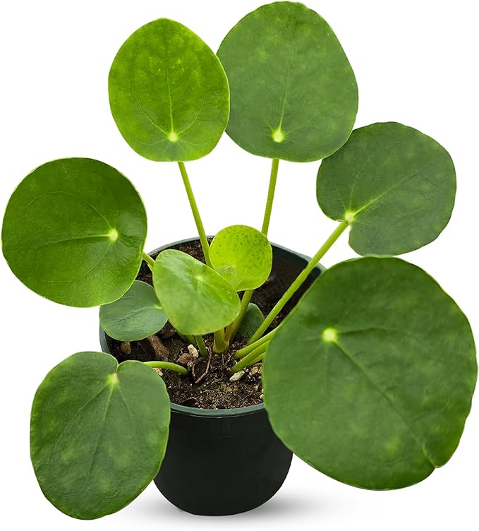 Pilea Peperomioides (Friendship Chinese Money Plant) [Winter Thermal Packaging Included] | Easy Care, Live Indoor House Plants, House Decor & Office Decor Live Plants in Nursery Pot, Pet-Friendly