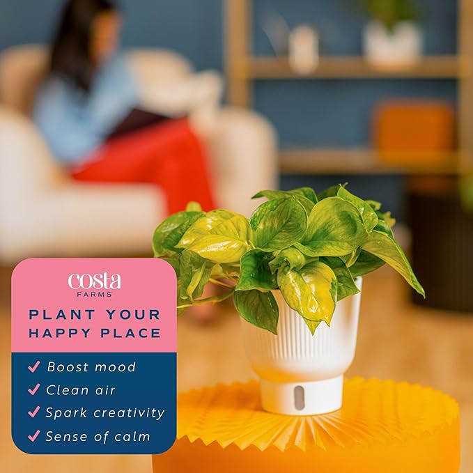 Costa Farms Lemon Top Pothos Live Plant in Self Watering Pot, Indoor Houseplant, Perfect for Home, Room, or Office Decor, Great House Warming or Birthday Gift, 10-12 Inches Tall