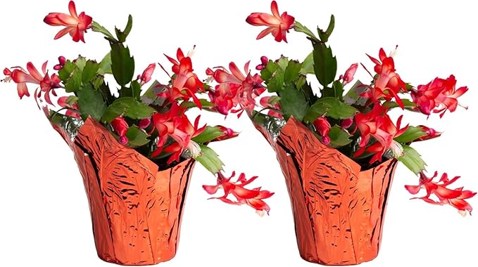 Costa Farms Christmas Cactus, 2-Pack, Fully Rooted Zygo, Live Indoor Holiday, Thanksgiving, Christmas Decoration, Room Decor, 7-Inches Tall