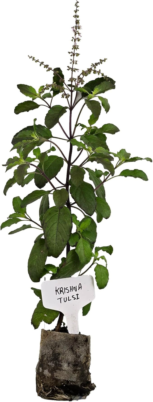 Live Flowering Purple Krishna Tulsi. Indian, Holy, Puja, Fragrant, Fresh, Edible. Easy Grow. Indoor/Outdoor. (1 Flowering Krishna Tulsi in Sac)