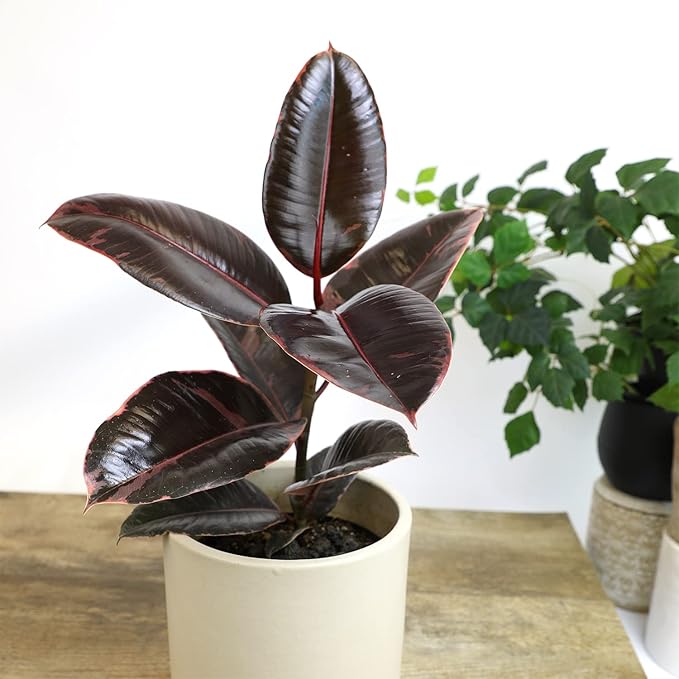 Variegated Ficus 'Ruby' Rubber Plant in 6" Grower Pot, Real Houseplants for Home or Office, Easy to Grow Live Houseplants by Plants for Pets