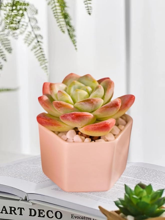 Echeveria Ice Green Rare Live Succulent Plants, Pink 1 Head 3.5" Live Plant, Package Without Pot & Soil, Placement on Garden Indoor Office Desk, Party Baby Shower Decoration, Friend Plant Lovers Gifts