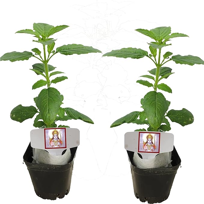TWO Live Rama Tulsi for Friend and You. Holy Basil Plants. Fragrant, Fresh, Edible. Easy Grow. Indoor/Outdoor. (2 Rama Tulsi in Cup)