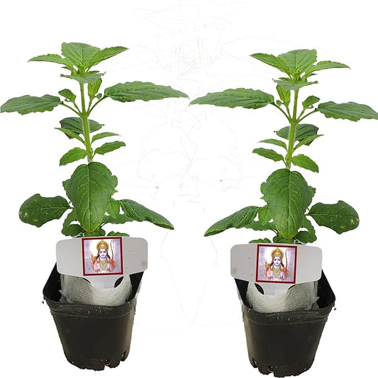 TWO Live Rama Tulsi for Friend and You. Holy Basil Plants. Fragrant, Fresh, Edible. Easy Grow. Indoor/Outdoor. (2 Rama Tulsi in Cup)