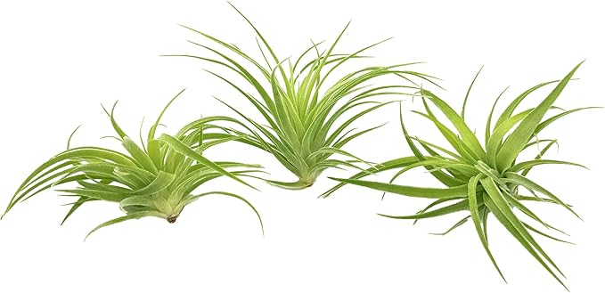 Live Air Plants - Tillandsia Geminiflora 1-3" - 3ct – ragnaroc Live Indoor Plant - Live Arrival Guaranteed - House Plants for Home Decor & Gift