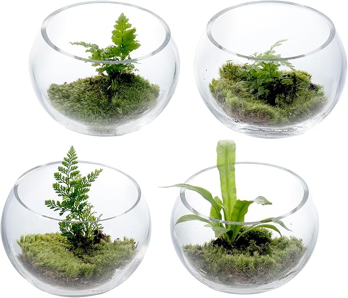 MyGift Premium Hotel Series 5 Inch Round Clear Glass Air Plant Terrariums, Mini Candy Bowl Jars, Tealight Candle Holders, Succulent Cactus Vases, Set of 4