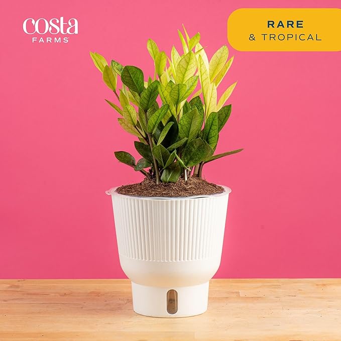 Costa Farms ZZ Chameleon Live Plant in Self Watering Pot, Easy to Maintain, Air Purifying Indoor Houseplant, Home, Room, or Office Decor, House Warming or Birthday Gift, 10-18 Inches Tall