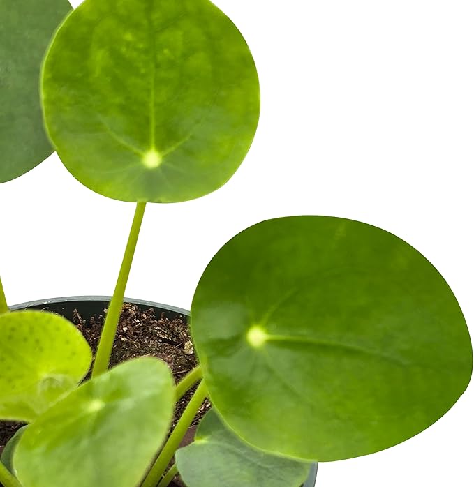 Pilea Peperomioides (Friendship Chinese Money Plant) [Winter Thermal Packaging Included] | Easy Care, Live Indoor House Plants, House Decor & Office Decor Live Plants in Nursery Pot, Pet-Friendly