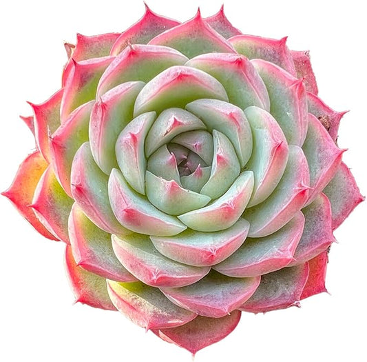 Echeveria Crystal Rose Rare Live Succulent Plants, Mini Pink 1 Head 2" Live Plant,Bare Root Without Pot Soil,Garden Indoor Office Desk Wedding Party Baby Shower Decoration, Friend Plant Lovers Gifts