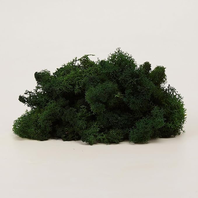 Preserved Reindeer Moss Natural Green DIY Kit Gardenning Art Wall Decor Florist Decor Easter Table Decor Wedding