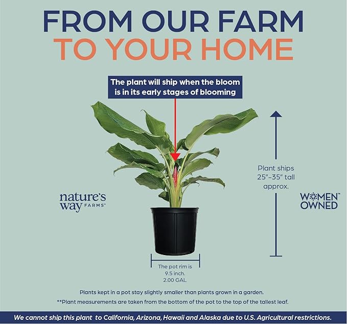 Ginger Curcuma Torch Plant, Live Outdoor Plant, Rare Plant Collection, 2-3 Feet Tall, in Nursery Plant Pot