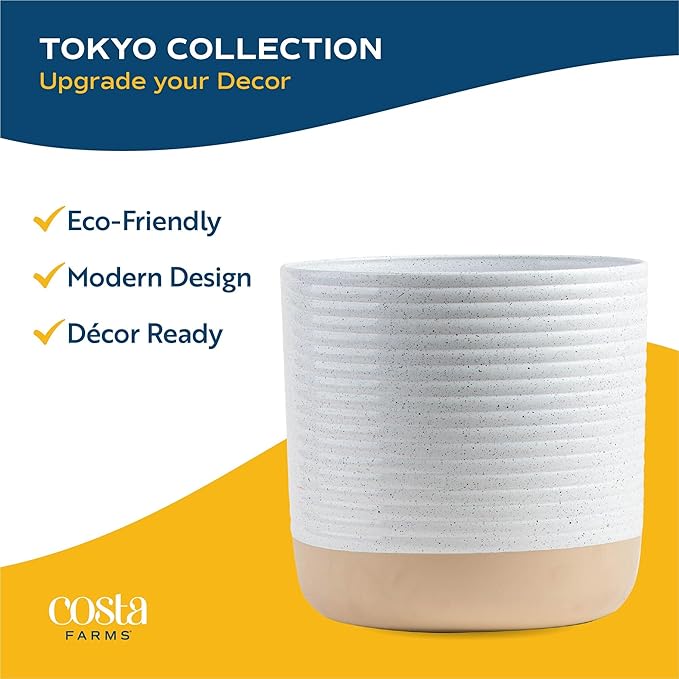 Costa Farms Premium Live Indoor Snake Sansevieria Floor Plant Shipped in Décor Planter, 2-Feet Tall, Grower's Choice, Green, Yellow