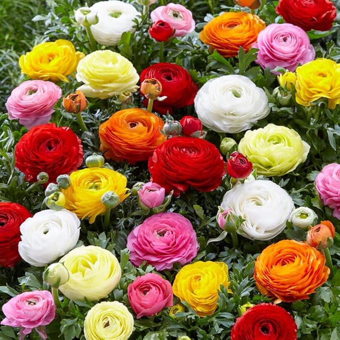 Eden Brothers Ranunculus Bulbs - Mix