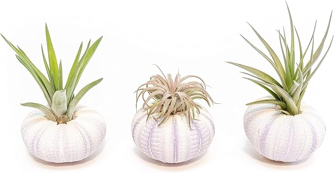 Air Plant Shop 3 Pack Purple Sea Urchins with Assorted Air Plants - Succulents - Live Tillandsia - Easy Care Indoor and Outdoor House Plants