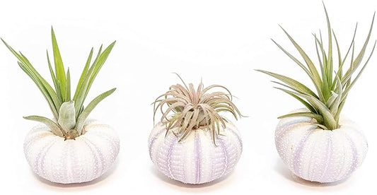 Air Plant Shop 3 Pack Purple Sea Urchins with Assorted Air Plants - Succulents - Live Tillandsia - Easy Care Indoor and Outdoor House Plants