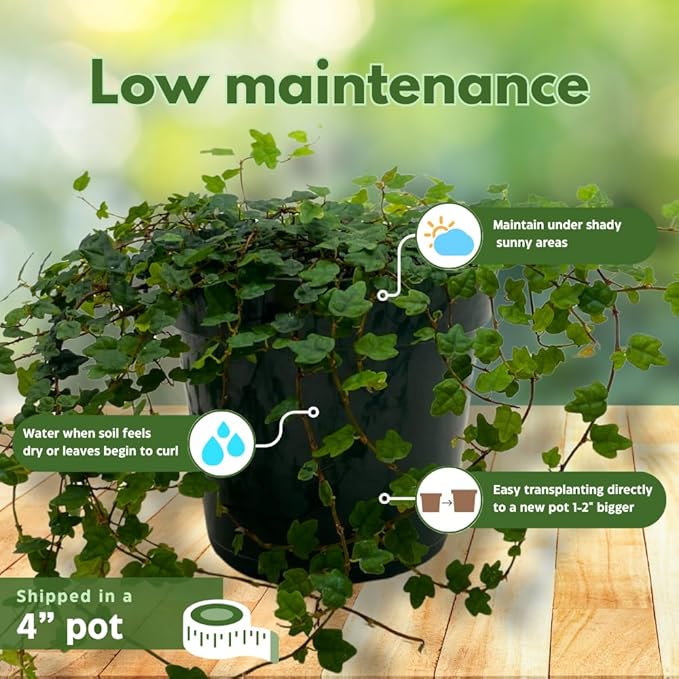 BubbleBlooms String of Frogs in a 4 inch Pot Ficus pumila Quercifolia, Oakleaf Creeping fig