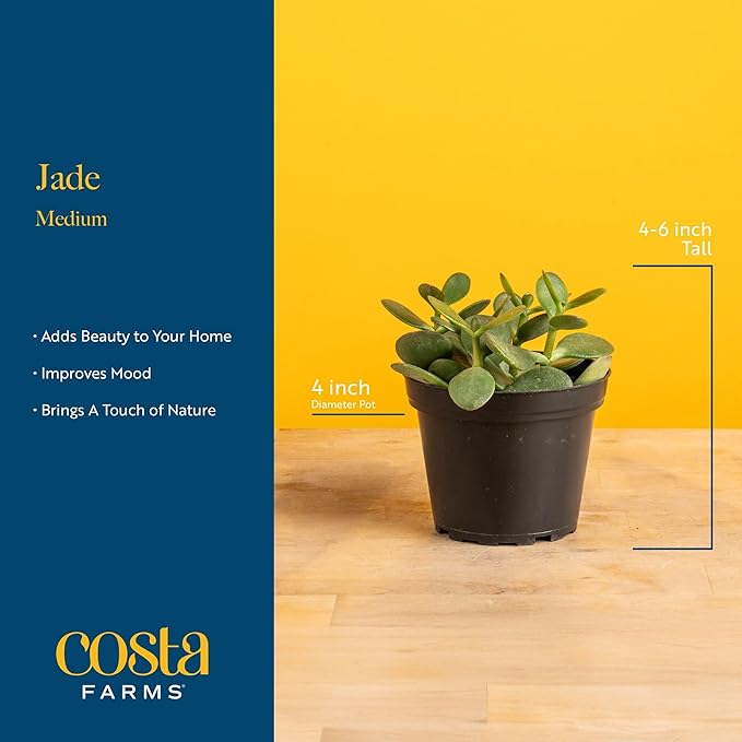 Costa Farms Jade Live Plant in Decorative Pot, Succulent Indoor Houseplant, Perfect for Home, Room, or Office Decor, Great House Warming or Birthday Gift, 4-6 Inches Tall
