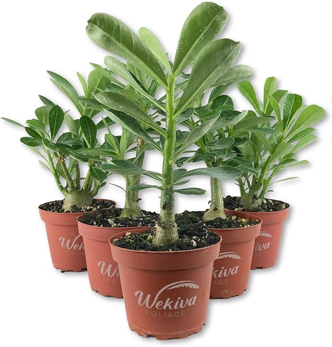 Desert Rose Plant - 5 Live Plants in 4 Inch Pots - Adenium Obesum - Dramatic Low-Water Succulent