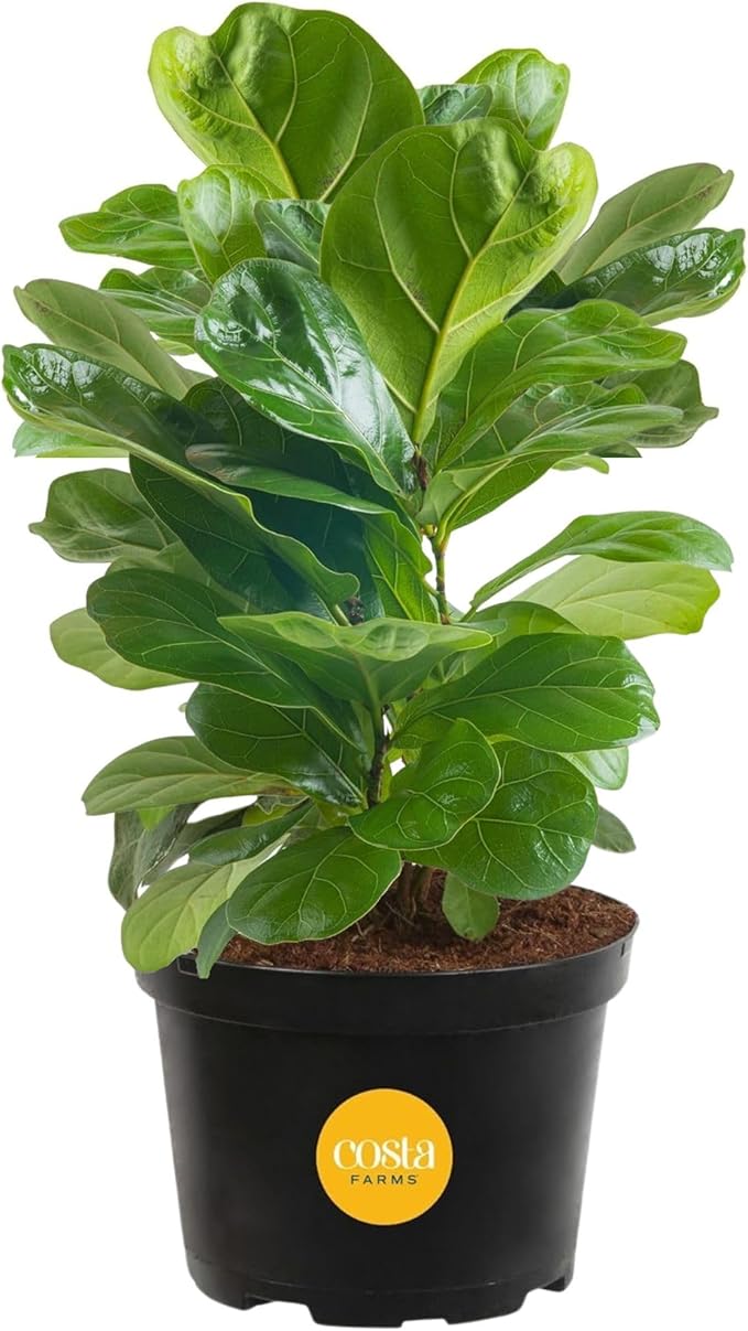 Costa Farms Little Fiddle Leaf Fig, Live Indoor Ficus Lyrata Plant in Nursery Plant Pot, Houseplant in Potting Soil, Housewarming, Birthday Gift, Office, Home, and Room Decor, 1 Foot Tall