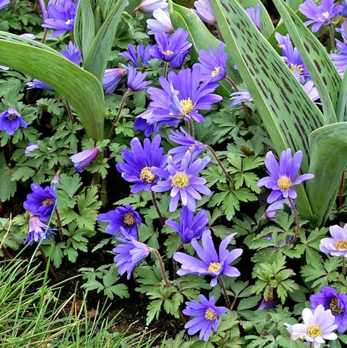 Easy to Grow Anemone Blanda Blue Shades 20 Plant Bulbs - Blue Violet Flowers in Spring Outdoor, Full Sun