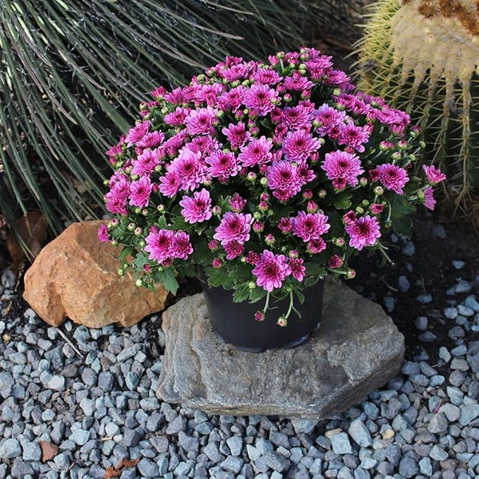 1G Pink Mum Plant, Chrysanthemum Flowers Gardening Fall Decor, Mums Plants Live, Fall Decorations Outdoor, Housewarming Gift Ideas, Floral Live Plants Indoor Plants Live Houseplants By Plants for Pets