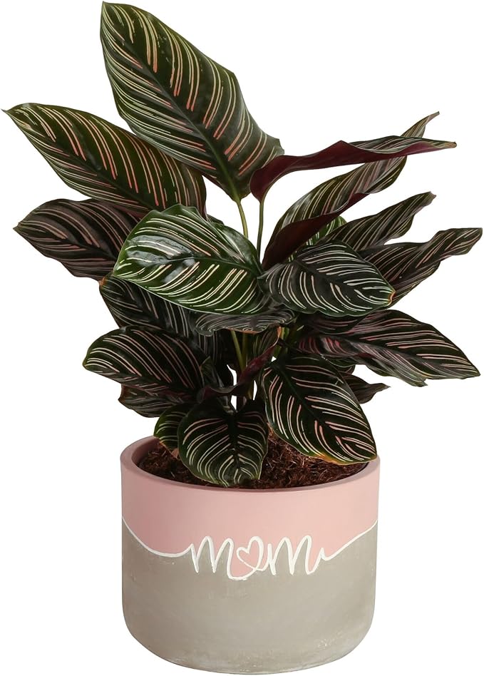 Costa Farms Calathea Live Plant in Decorative Pot, Indoor Houseplant, Assorted Variety, Perfect for Home, Room, or Office Decor, Great House Warming or Birthday Gift, 12-18 Inches Tall