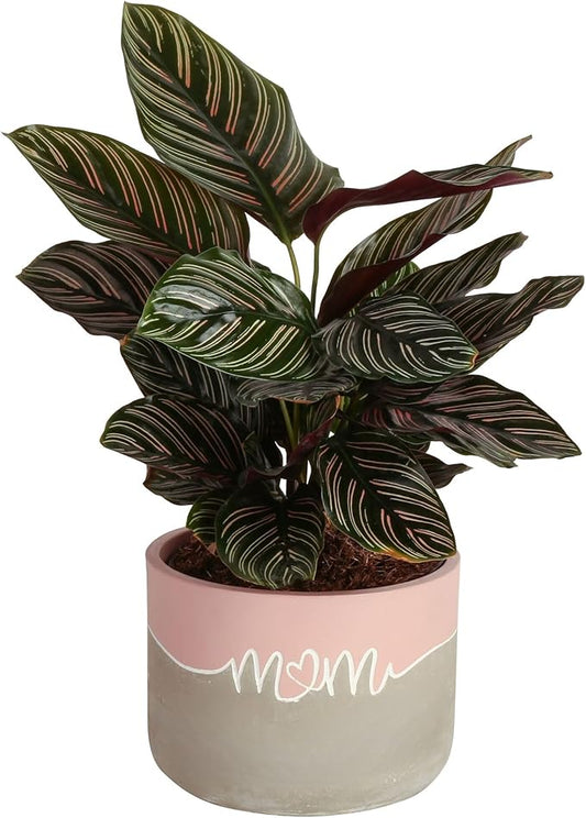 Costa Farms Calathea Live Plant in Decorative Pot, Indoor Houseplant, Assorted Variety, Perfect for Home, Room, or Office Decor, Great House Warming or Birthday Gift, 12-18 Inches Tall
