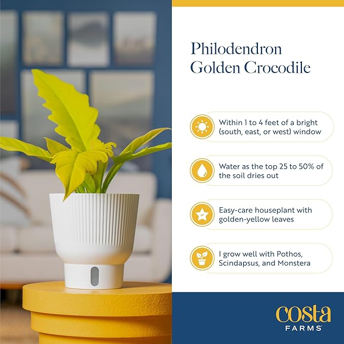 Costa Farms Philodendron Golden Crocodile Live Plant in Self Watering Pot, Air Purifying Indoor Houseplant, Home, Room, or Office Decor, House Warming or Birthday Gift, 12-18 Inches Tall
