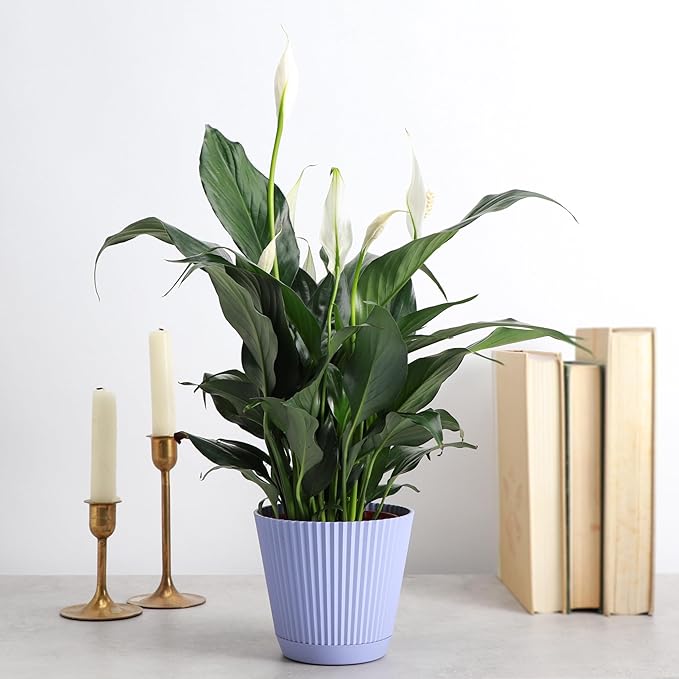 Thorsen's Greenhouse Live Peace Lily Plant, Spathyphylum, Low Light, Natural Air Purifier Live Indoor Plant, 4-6" Diameter Pot (Lavender, 4-inch Pot)