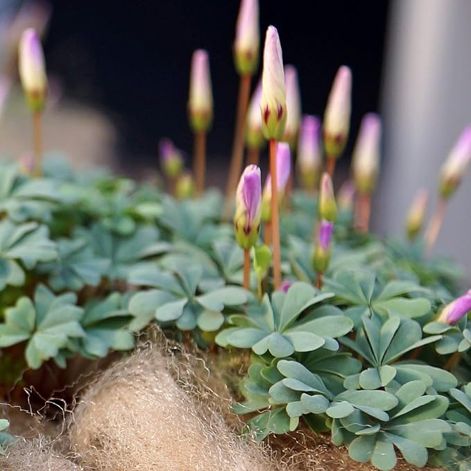 Easy to Grow Oxalis 'Silver Shamrock' Plant Bulbs (20 Pack) - Silver-Green Foliage & Pink Flowering Blooms in Summer Gardens