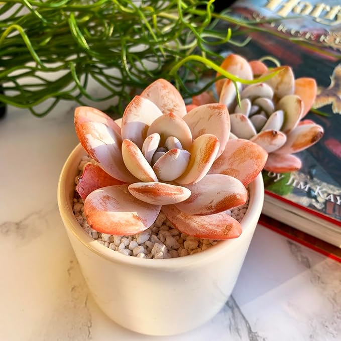 Echeveria Laui Rare Live Succulent Plants, 1 Head 2.5" Bare Root Without Pot & Soil, Garden Indoor Office Desk Baby Shower Decoration, Friend Plant Lovers Gifts